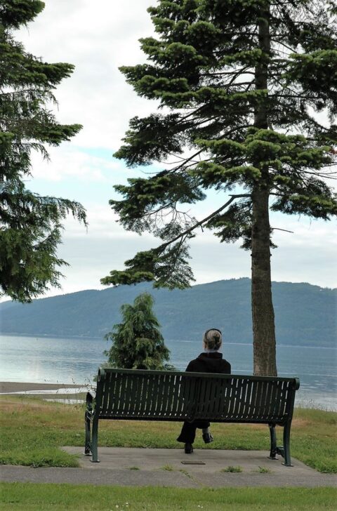 Enjoying the view A person sitting on a bench that overlooks Samish bay, between two fir trees, on a cloudy day.