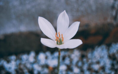 Reification – A Curious Thing We DoAn article by Beth GlostenSeptember 2021