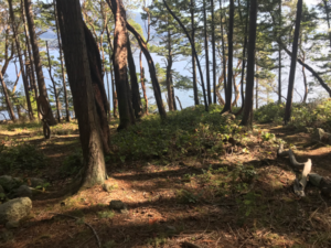 forrest glade at indralaya mindfulness retreat in the san juan islands of washington state
