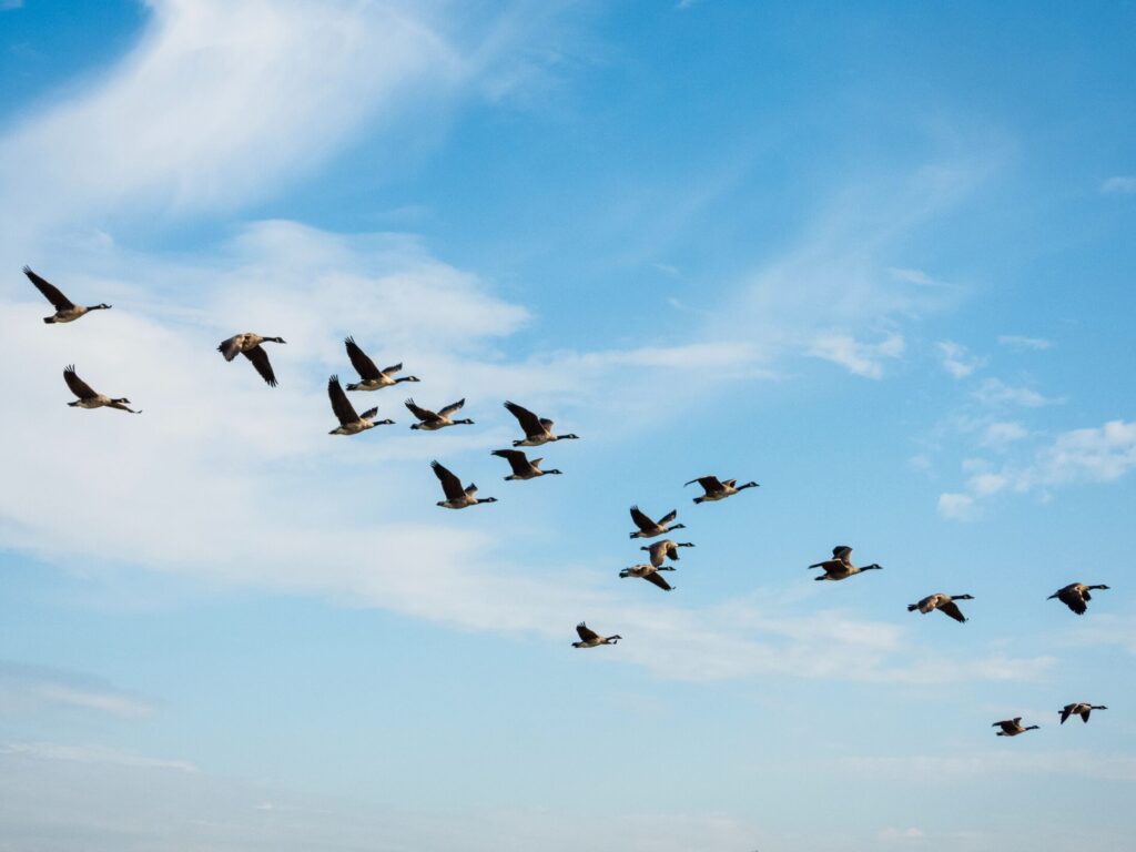 Geese flying