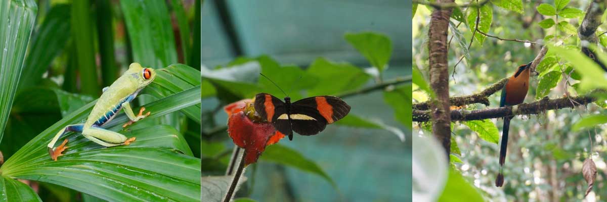 frog-butterfly-bird-costa-rica-mindfulness-meditation Three photos in a row: a bright green treefrog on a leaf, a black and red butterfly on a leaf, and a bird with a long black tail and a yellow red body and head perched on a branch.