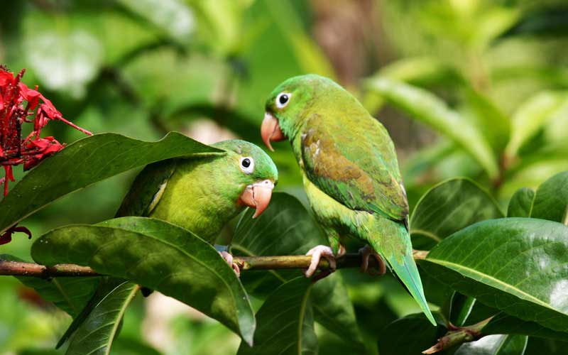 parrots-costa-rica-mindfulness-meditation-retreat-selva-verde Two green Macaw parrots, looking at the camera as tehy perch together on a leafy branch in the rainforest.