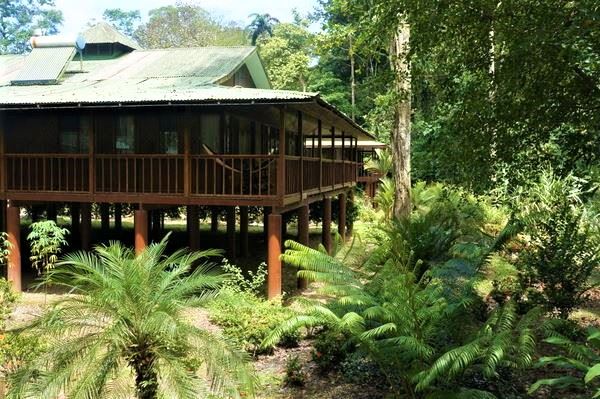 selva-verde-building-costa-rica-jungle-mindfulness-meditation-retreat A wooden building on stilts in the Costa Rican rainforest; part of the facilities at Selva Verde Ecolodge and Retreat Center.