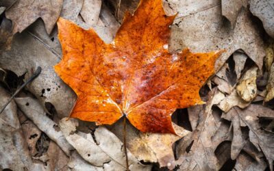 The Self-Compassion Break: The Purposeful Pause, Part 2An article by Tim BurnettOctober 2022