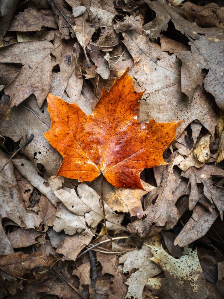 Single LG maple leaf
