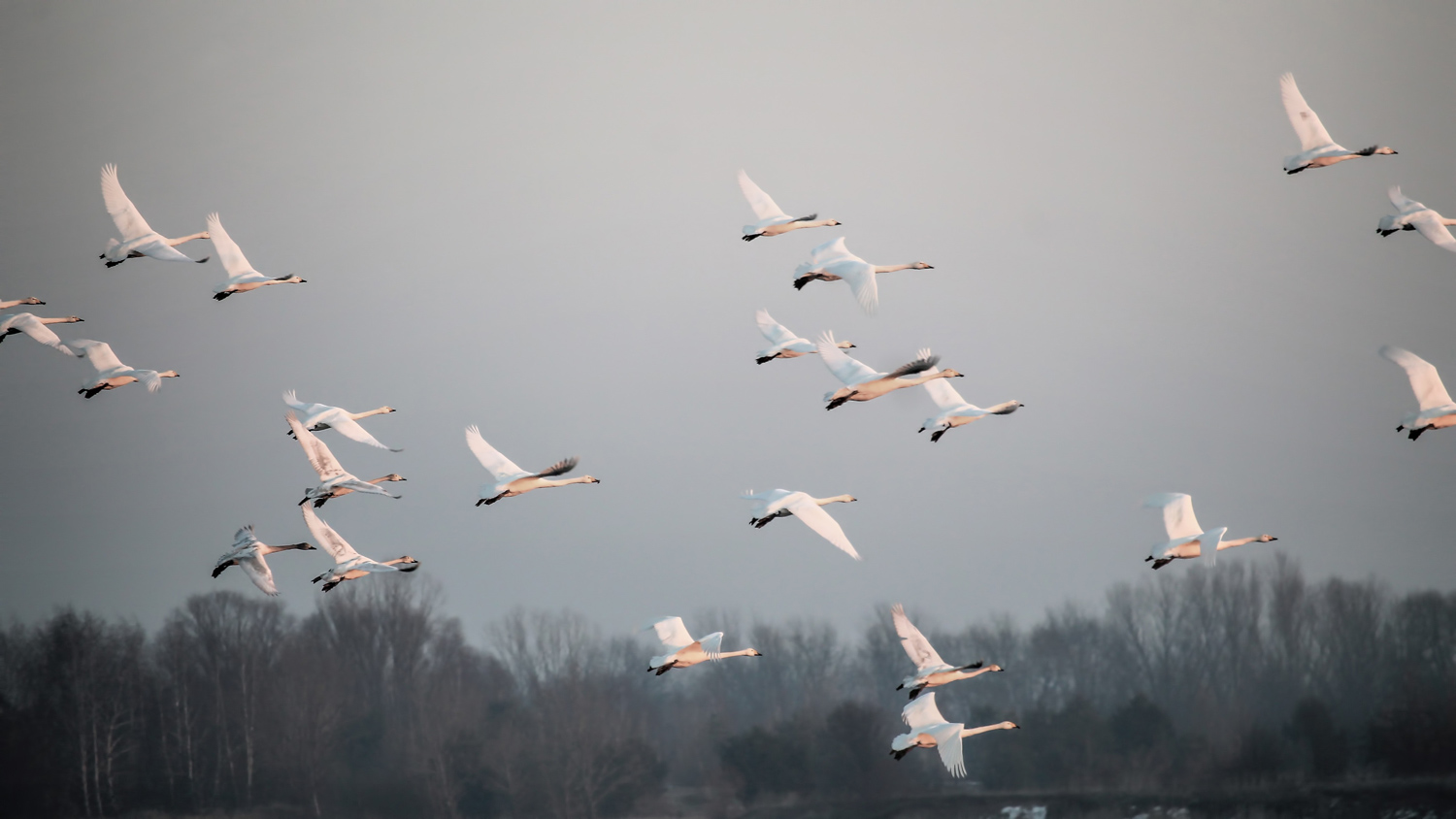 swans-geese-flying A flock of white geese in flight