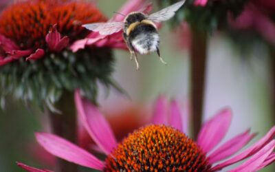 Sense and Savor…Everything!An article by Carolyn McCarthyAugust 2023