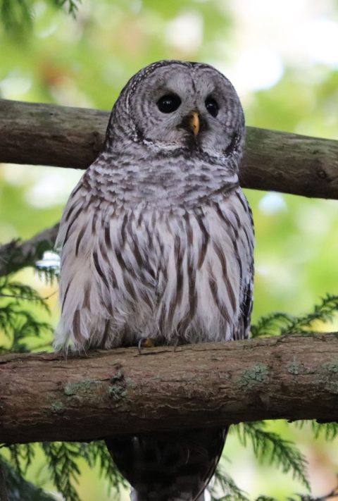 owl-vertical-samish A barred owl, with brow vertical stripes in white feathers, peers perching on a cedar branch.