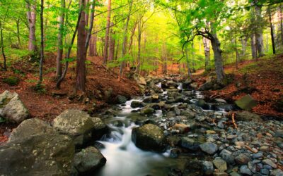 Sitting by a StreamTim Burnett - 11 minute audio