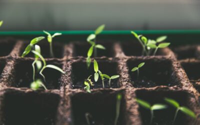 Planting SeedsAn article by Tim Burnett | April 2023