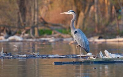 Herons, Humans, or Hydrangeas: Possibilities for Presence in Living ConnectionsAn article by Ellen Zocher | June 2024