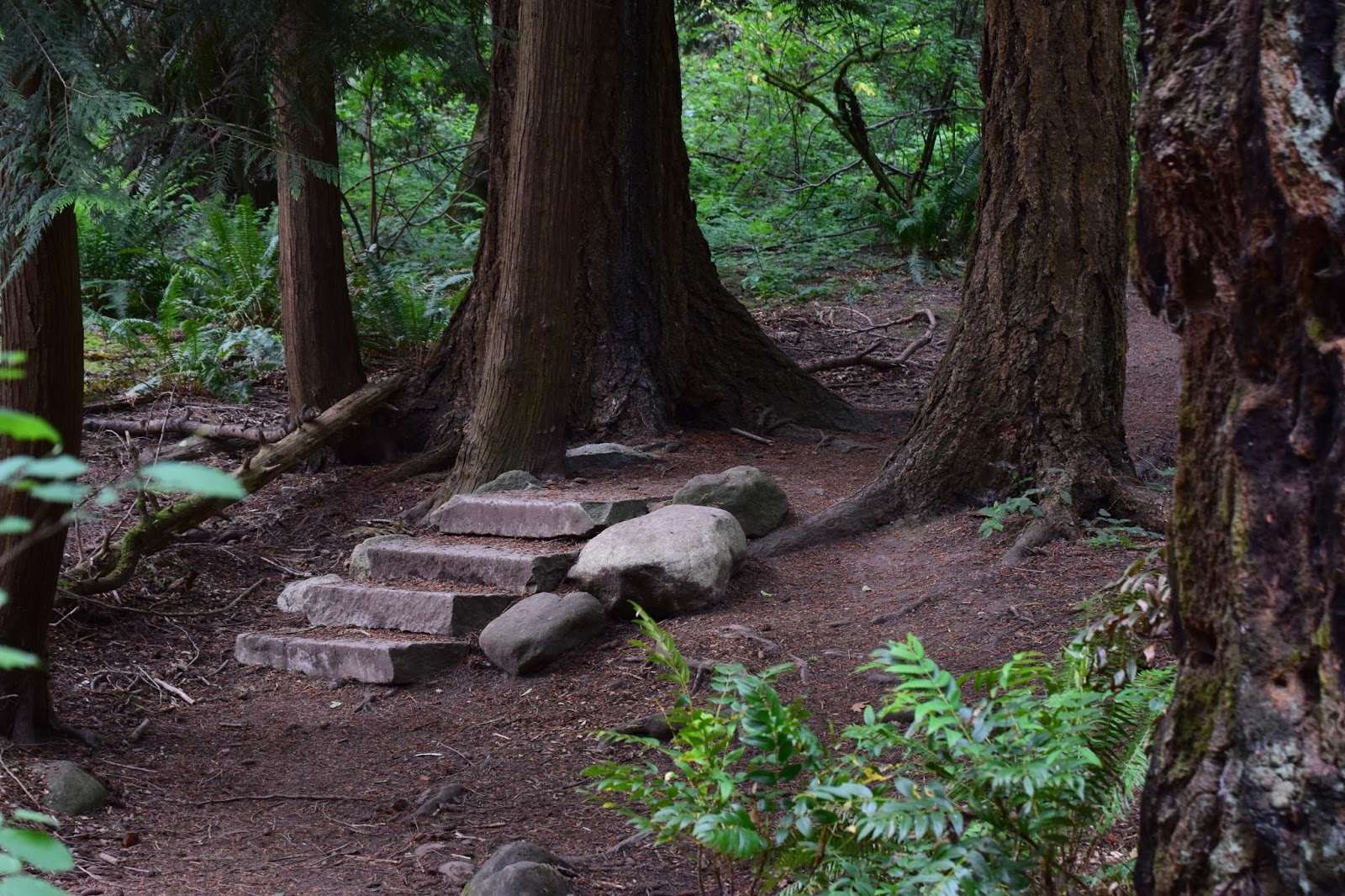 seward-park-stairs-path-trail-trees Four stone steps along a trail through the forest in Seward park.
